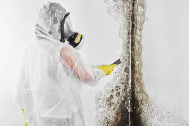 Attic Mold Removal in Piney Green, NC