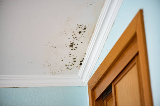 Professional Mold Removal in Piney Green, NC
