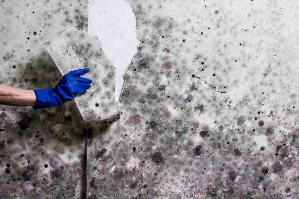 Best Commercial Mold Removal  in Piney Green, NC